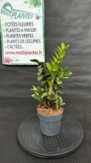 PVVERTD12ZAZZ Zamioculcas Zamiifolia Zenzi (Plante ZZ) D12