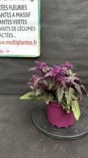 PVVERTDIVGYA Gynura Aurantiaca (Plante de Velours)