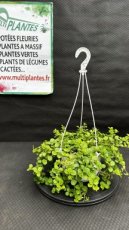 PVVERTD05PER Peperomia Rotundifolia (Collier de Jade) D5