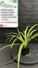 PVVERTG08CHC Chlorophytum Comosum (Plante Araignée) G8