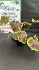 PVVERTG08HEUSE Heucherella Solar Eclips G8