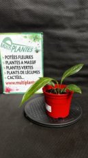 PVVERTP1LANBB Anthurium Big Bill 1,5L