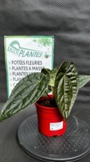 PVVERTP1LANCL Anthurium Crystallinum x Luxurians 1,5L