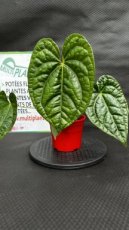 PVVERTP1LANML Anthurium Magnificum x Luxurians 1,5L