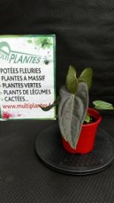 PVVERTP1LANNGF Anthurium Nigrolaminum Gigi x Forgetii 1,5L