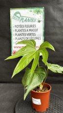 PVVERTP1LANP Anthurium Pedatoradiatum 1L