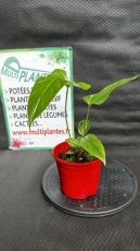 PVVERTP1LANPP Anthurium Pedatum x Pedatum 1,5L