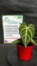 PVVERTP1LANR Anthurium Regale 1,5L