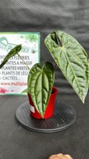 PVVERTP1LANRL Anthurium Regale x Luxurians 1,5L