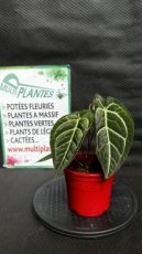 PVVERTP1LANRM Anthurium Regale x Magnificum 1,5L