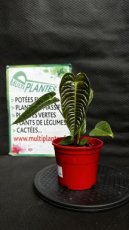 PVVERTP1LANV Anthurium Veitchii 1,5L