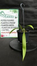 PVVERTP1LANVI Anthurium Vittarifolium 1,5L