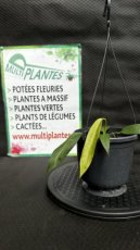 PVVERTP1LANWE Anthurium Wendlingeri 1,5L