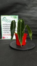 PVVERTP1LANWW Anthurium Warocqueanum x Waterburyanum 1,5L