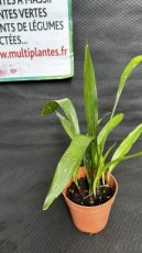 PVVERTP1LASEMW Aspidistra Elatior Milky Way (Aspidistre Elevée) 1L