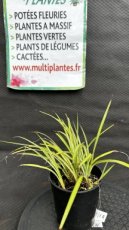 PVVERTP1LCHSS Chlorophytum Saundersiae Starlight 1L