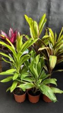 Cordyline Fruticosa (Épinard Hawaïen) - Mélange 1,5L