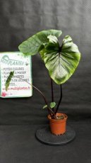 PVVERTP1LCOPM Colocasia Pharaoh's Mask 1,5L