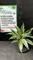 PVVERTP1LDRF Dracaena Fragans (Dragonnier Parfumé) - Mélanges 1L