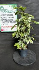 Ficus Benjamina (Figuier Pleureur) 1L