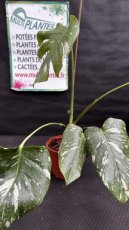 PVVERTP1LMOTC Monstera Thaï Constellation (Plante Gruyère) 1,5L