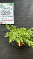 PVVERTP1LNEE Nephrolepis Exaltata (Fougere de Boston) 1L