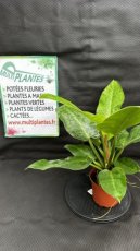 PVVERTP1LPHIG Philodendron Imperial Green 1,5L