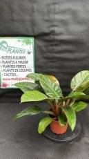 PVVERTP1LPHIR Philodendron Imperial Red 1,5L