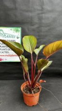 PVVERTP1LPHRC Philodendron Rojo Congo 1,5L