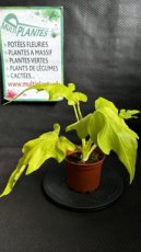 PVVERTP1LPHSG Philodendron Selloum Gold D15