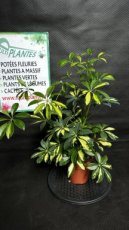 Schefflera Arboricola (Arbre Parasol nain) 1L