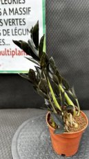 PVVERTP1LZAZDZ Zamioculcas Zamiifolia Dark Zamicro (Plante ZZ) 1L