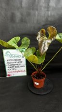 PVVERTP2LANIE Anthurium Ivanportillae Ecuagenera 2L