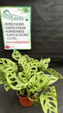 PVVERTP2LMOAMM Monstera Adansonii Monkey Mask (Plante Gruyère) 2L