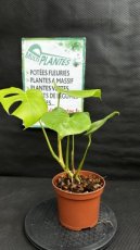 PVVERTP2LMOD Monstera Deliciosa (Plante Gruyère) 2L