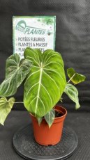 PVVERTP2LPHG Philodendron Gloriosum 2L