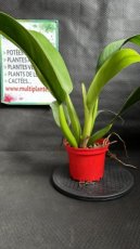 PVVERTP2LPHMP Philodendron Martianum Pacova (Fatboy) 2L