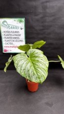 PVVERTP2LPHMSC Philodendron Mamei Silver Cloud 2L