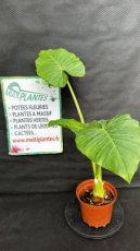 PVVERTP3LALM Alocasia Macrorrhiza (Oreille d'Eléphant) 3L