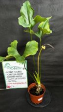 PVVERTP3LANLE Anthurium Lentii Ecuagenera 3L