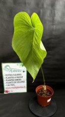 PVVERTP3LANRI Anthurium Rivulare 3L