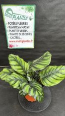 PVVERTP3LCAFR Calathea Fasciata Rotundifolia 3L