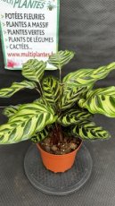 PVVERTP3LCAM Calathea Makoyana 3L