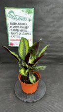 PVVERTP3LCAMP Calathea Majestica Princeps 3L