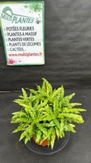 PVVERTP3LCAR Calathea Rufibarba 3L