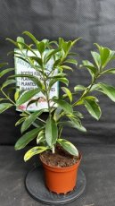 PVVERTP3LFACV Fagraea Ceilanica Variegata 3L