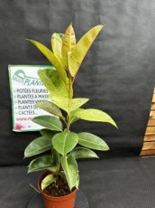 PVVERTP3LFIESM Ficus Elastica Schrijveriana Moonshine (Arbre à Caoutchouc) 3L