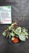 PVVERTP3LPEAW Peperomia Argyreia Watermelon (Pépéromia d'Argent) 3L