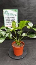 PVVERTP3LPHGO Philodendron Goeldii (Fun Bun) 3L