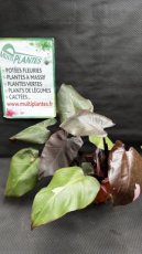 PVVERTP3LPHPP Philodendron Pink Princess 3L